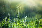 Natur