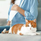 Eine schwangere Frau mit einer Katze.